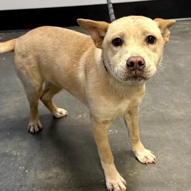 L'il Toast thumbnail 5