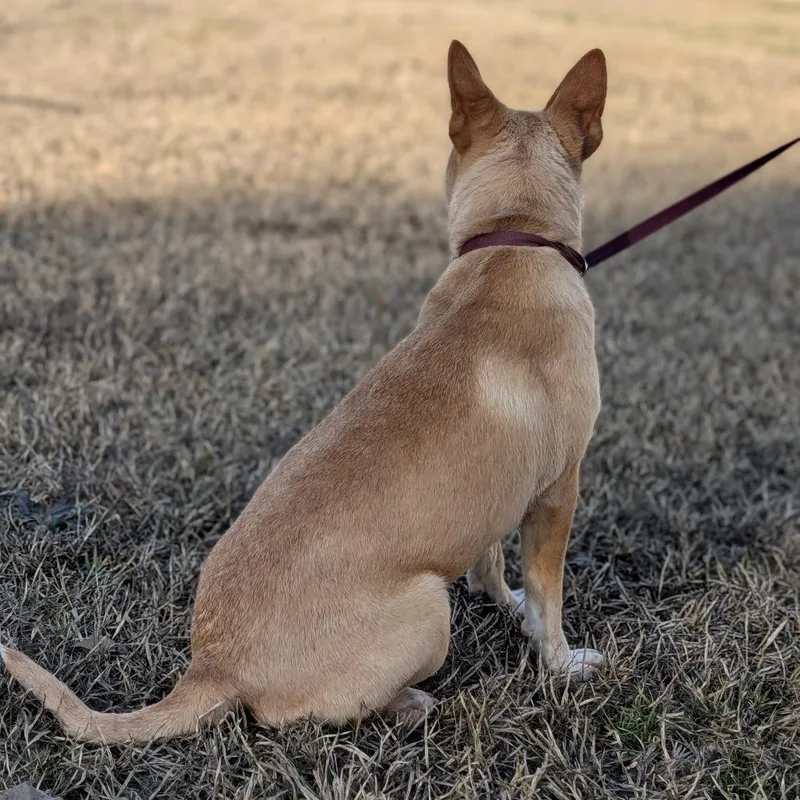 L'il Toast thumbnail 6