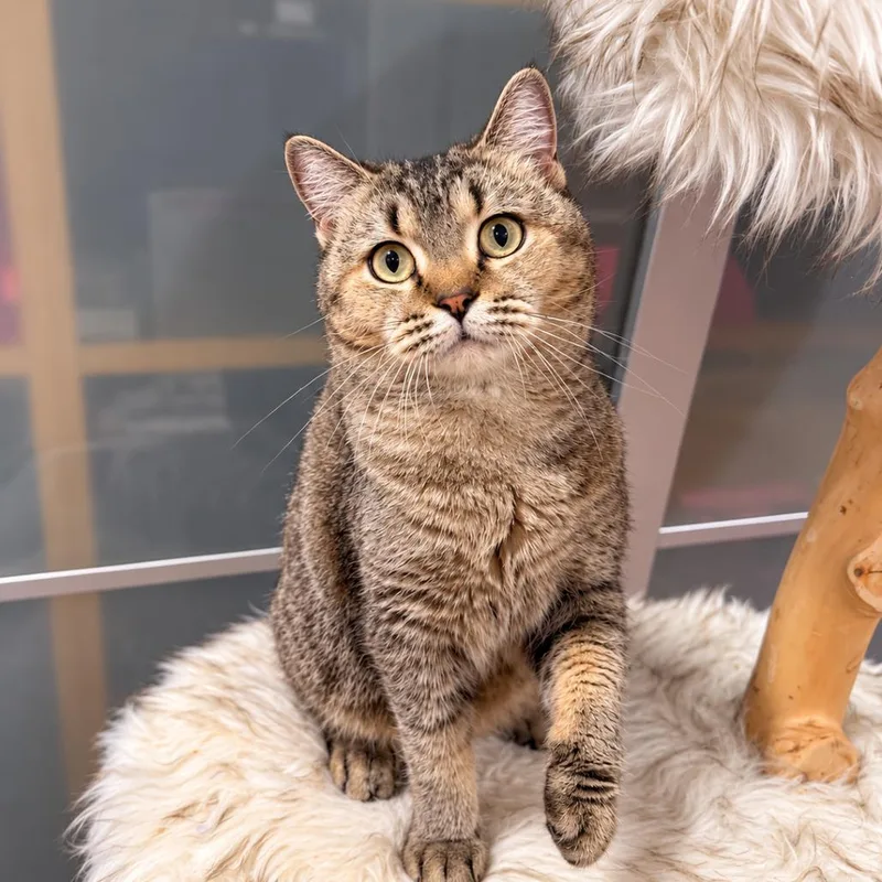 An adult small-sized female Gray / Blue / Silver British Shorthair cat named Pumpkin for adoption in Silver Spring, MD