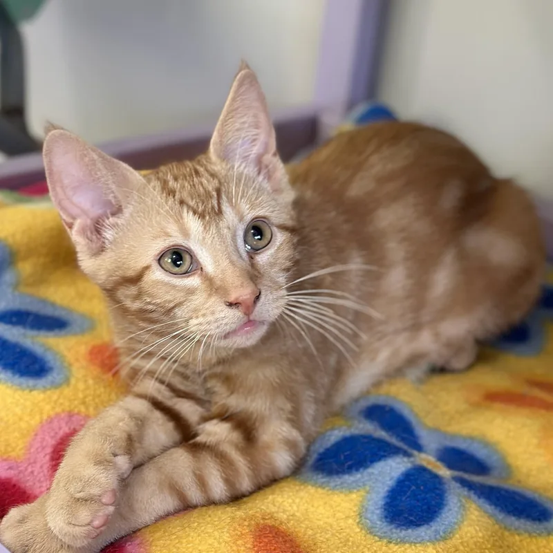 A baby medium-sized male Tabby (Orange / Red) Domestic Short Hair cat named Flash for adoption in Victor, NY