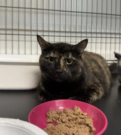 An adult medium-sized female Domestic Short Hair cat named Whiskey Rye for adoption in Lawrenceville, GA