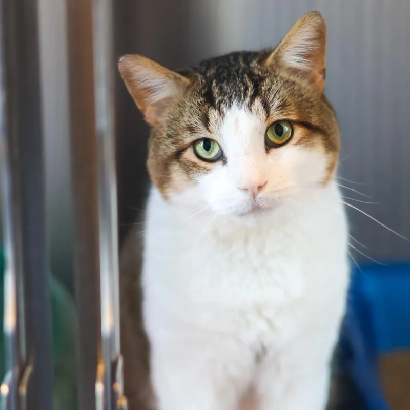 An adult large-sized male Brown / Chocolate Domestic Short Hair cat named Sir Thomas for adoption in Newark, DE