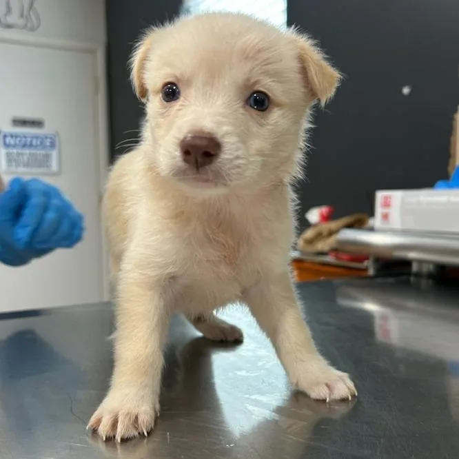 A baby medium-sized male Yellow / Tan / Blond / Fawn Labrador Retriever dog named Echo for adoption in Livingston, TX