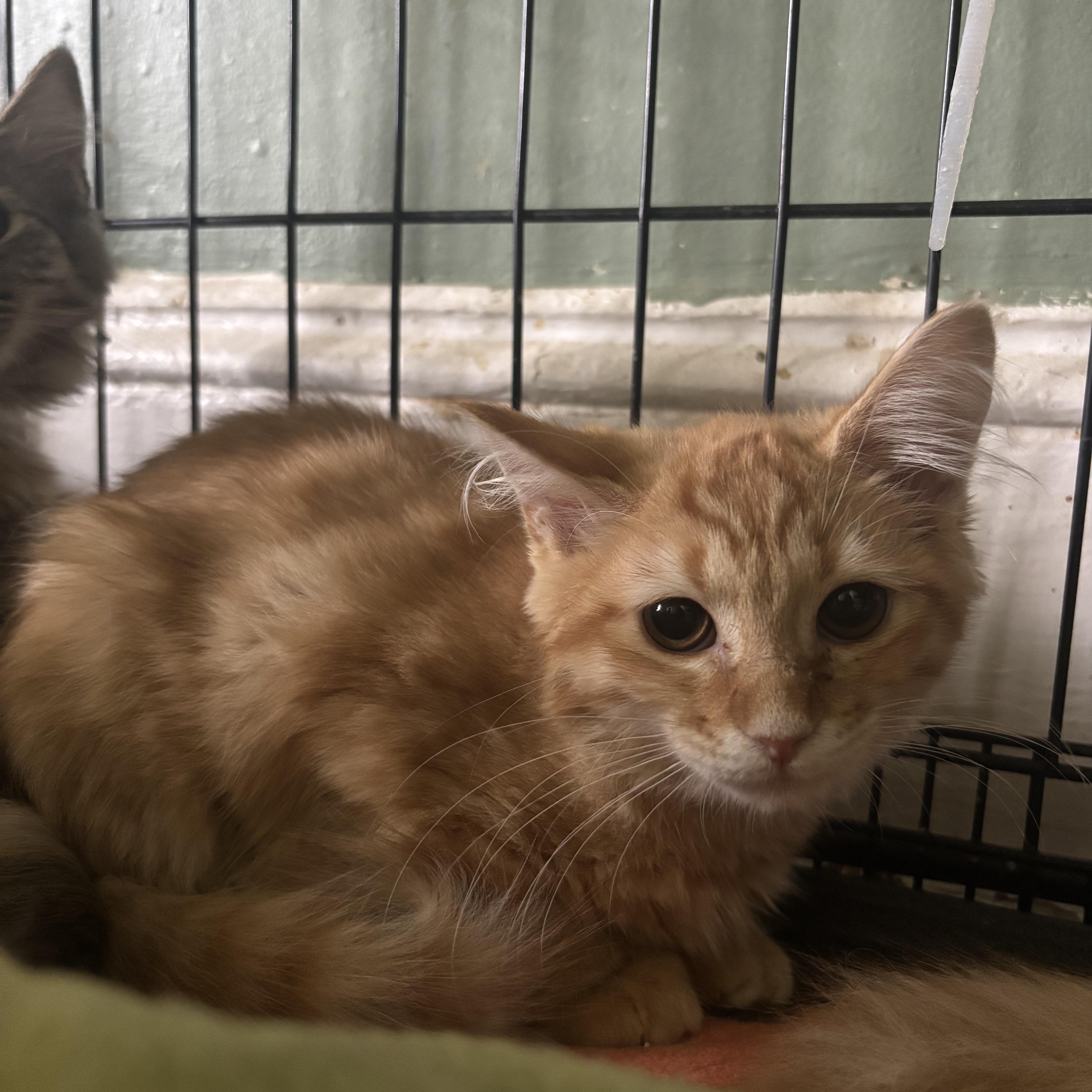 A baby small-sized female Tabby (Orange / Red) Domestic Medium Hair cat named Scotch Bonnet for adoption in Richmond, VA