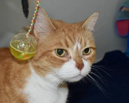 An adult small-sized male British Shorthair cat named Flash for adoption in West Seneca, NY