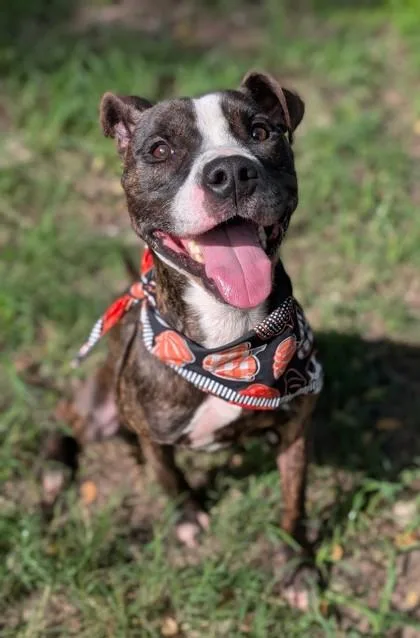 An adult medium-sized male Terrier dog named Brixx for adoption in Gulfport, MS