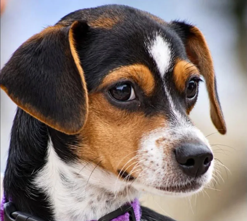A baby medium-sized male Tricolor (Brown, Black, & White) Beagle dog named Hayden for adoption in Fort Mill, SC