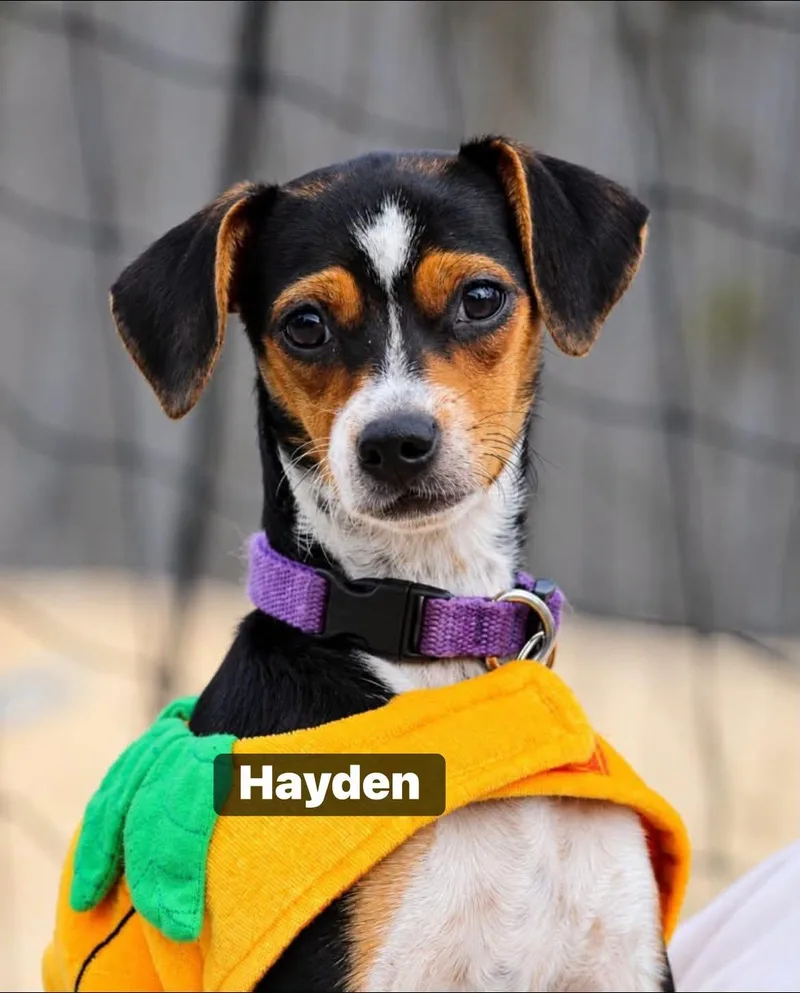 Hayden thumbnail 2