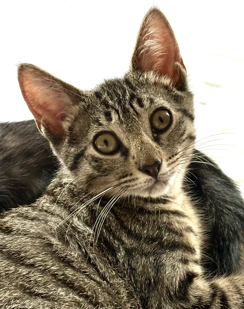A baby large-sized male Tabby cat named Chip for adoption in Red Bank, NJ