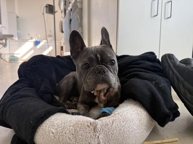 A young small-sized female French Bulldog dog named Dream for adoption in Berkeley, CA