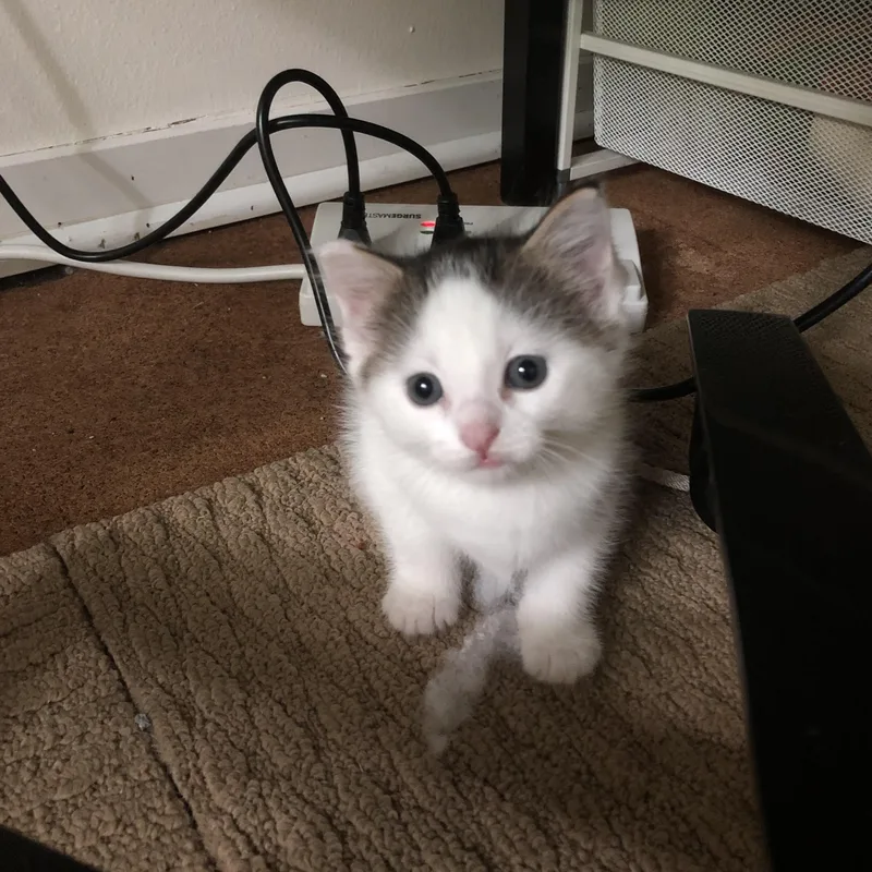An adult medium-sized female White Domestic Long Hair cat named Polly & Esme for adoption in Mineral Point, WI