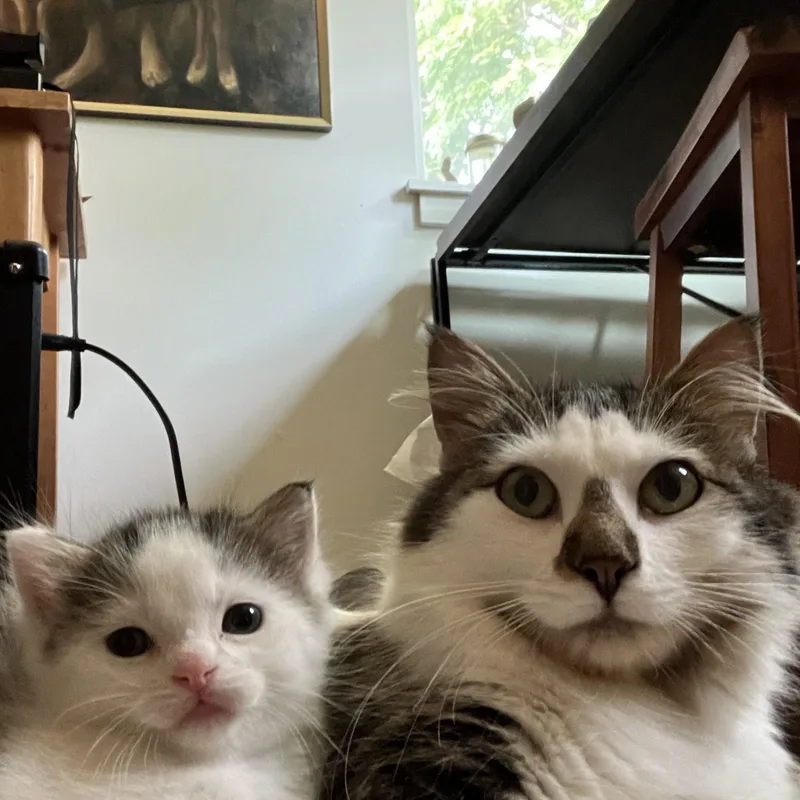 Polly & Esme thumbnail 4