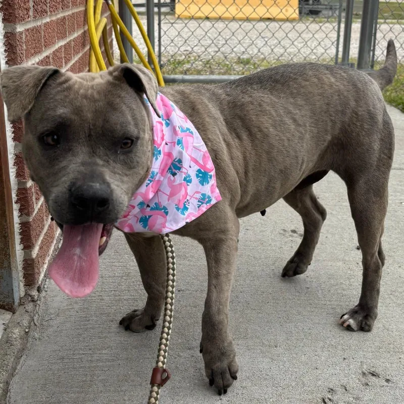 A young medium-sized female Gray / Blue / Silver Mixed Breed dog named Delhi for adoption in Edwardsville, IL