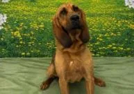 An adult medium-sized female Mixed Breed dog named Diamond for adoption in West Chester, PA