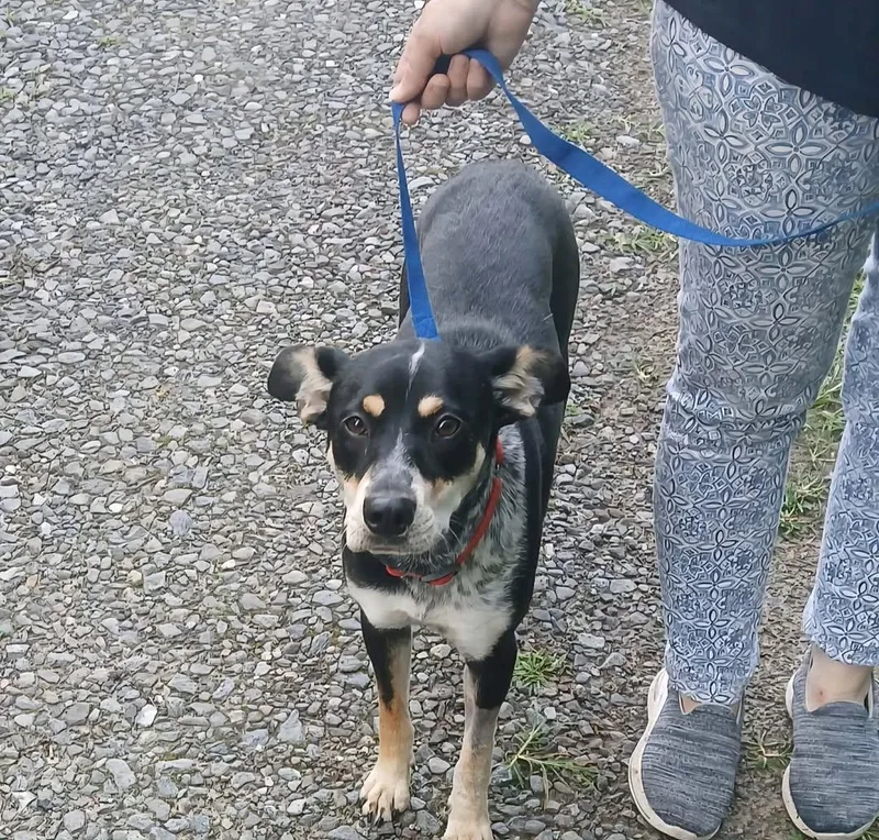 A young medium-sized female Tricolor (Brown, Black, & White) Cattle Dog dog named Eden for adoption in Mount Airy, NC