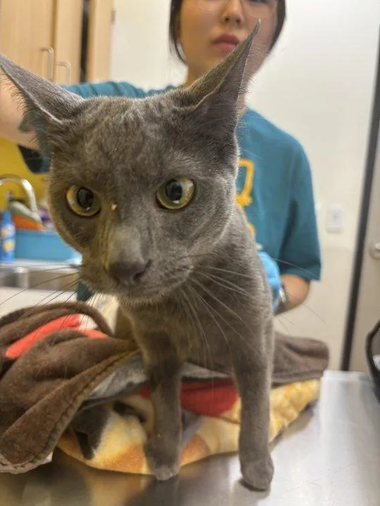 A baby medium-sized male Blue Cream Russian Blue cat named Rent for adoption in Raleigh, NC
