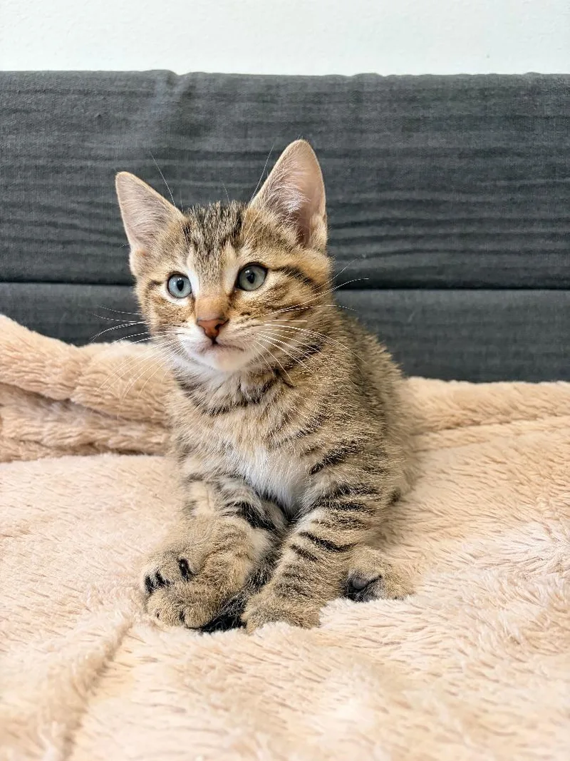 A baby medium-sized male Tabby (Brown / Chocolate) Domestic Short Hair cat named Sherman for adoption in Pasco, WA