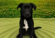 An adult medium-sized male Mixed Breed dog named Coriander for adoption in West Chester, PA