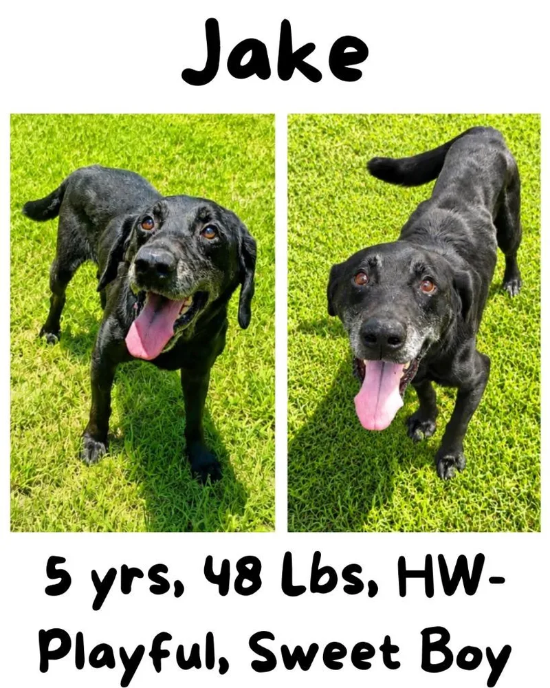 An adult medium-sized male Labrador Retriever dog named Jake for adoption in Albany, GA