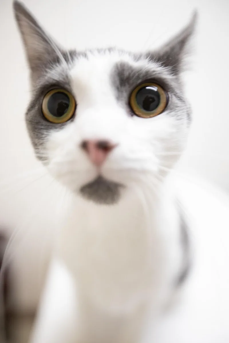 A young medium-sized female Gray & White Domestic Short Hair cat named Abby for adoption in Montclair, NJ
