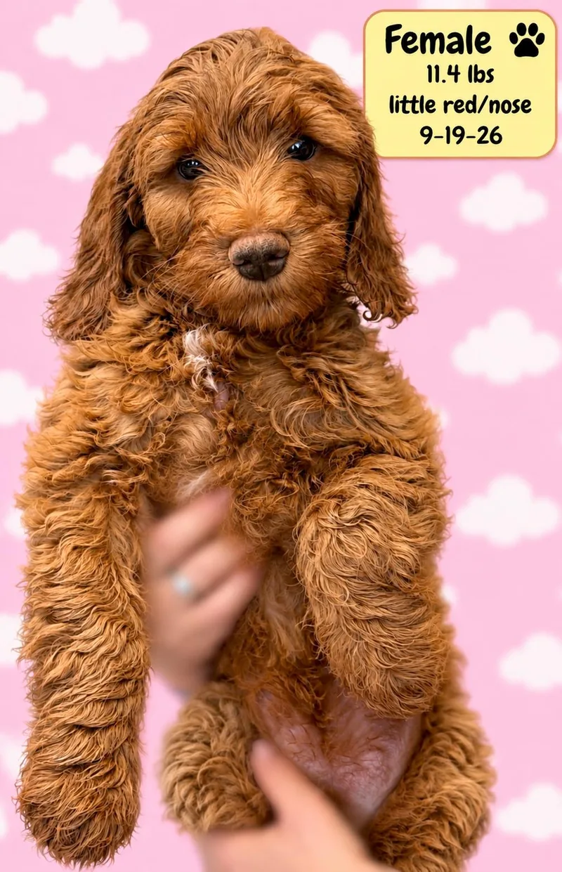 A baby medium-sized female Labradoodle dog named Berkley for adoption in El Segundo, CA
