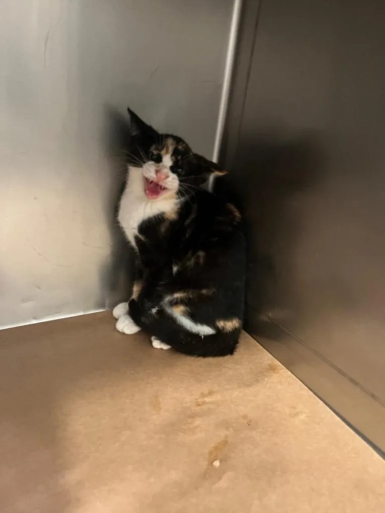 A baby large-sized female Domestic Short Hair cat named Slim for adoption in Cartersville , GA