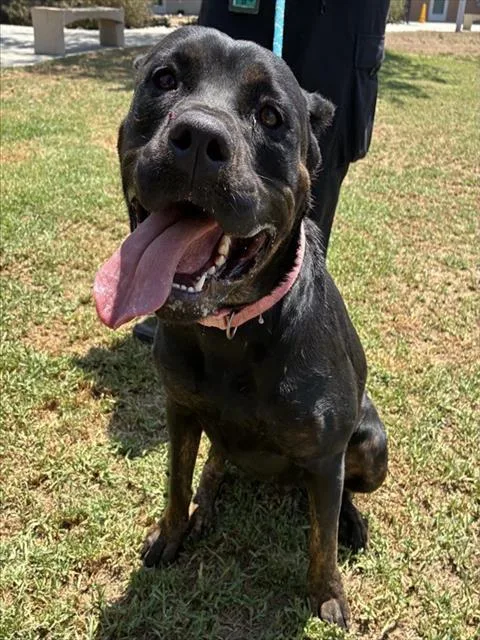 A young large-sized female Rottweiler dog named Roxy for adoption in Riverside, CA