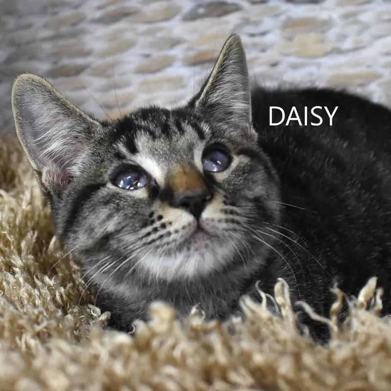 A baby small-sized female Domestic Short Hair cat named Daisy for adoption in Yuma, AZ