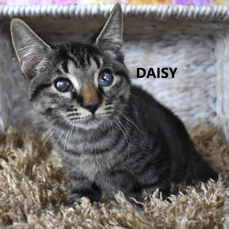 Daisy thumbnail 2