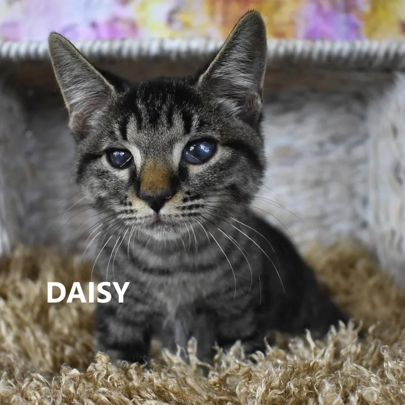 Daisy thumbnail 4