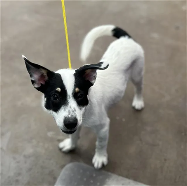 A baby large-sized male Mixed Breed dog named Scout for adoption in Dallas, TX