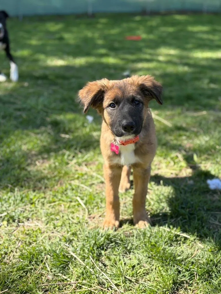 A baby medium-sized female Shepherd dog named Stevie for adoption in sun prairie, WI