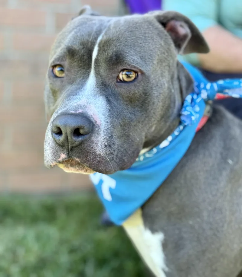 Pickles...handsome And Sweet