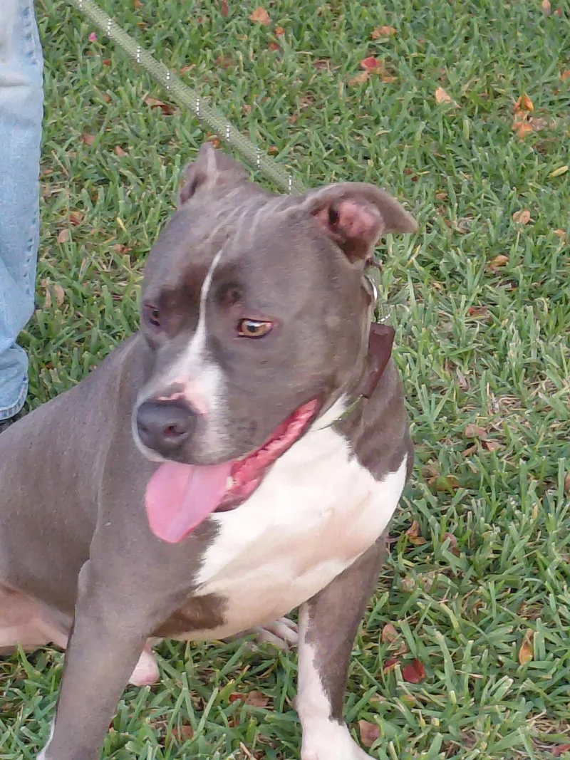 Pickles...handsome And Sweet thumbnail 2