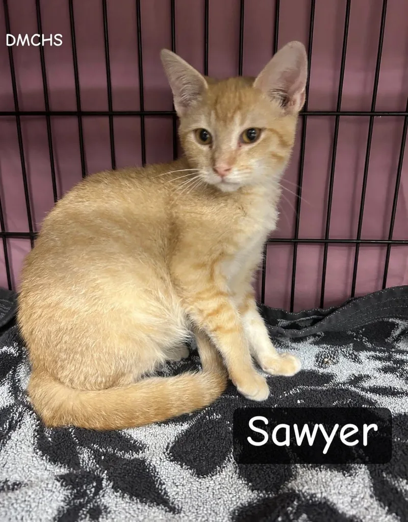 A baby small-sized male Orange / Red Domestic Short Hair cat named Sawyer for adoption in Burlington, IA