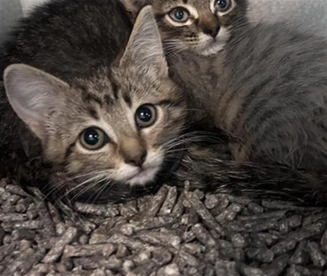 A baby medium-sized female Domestic Short Hair cat named Ocean for adoption in Dallas, TX