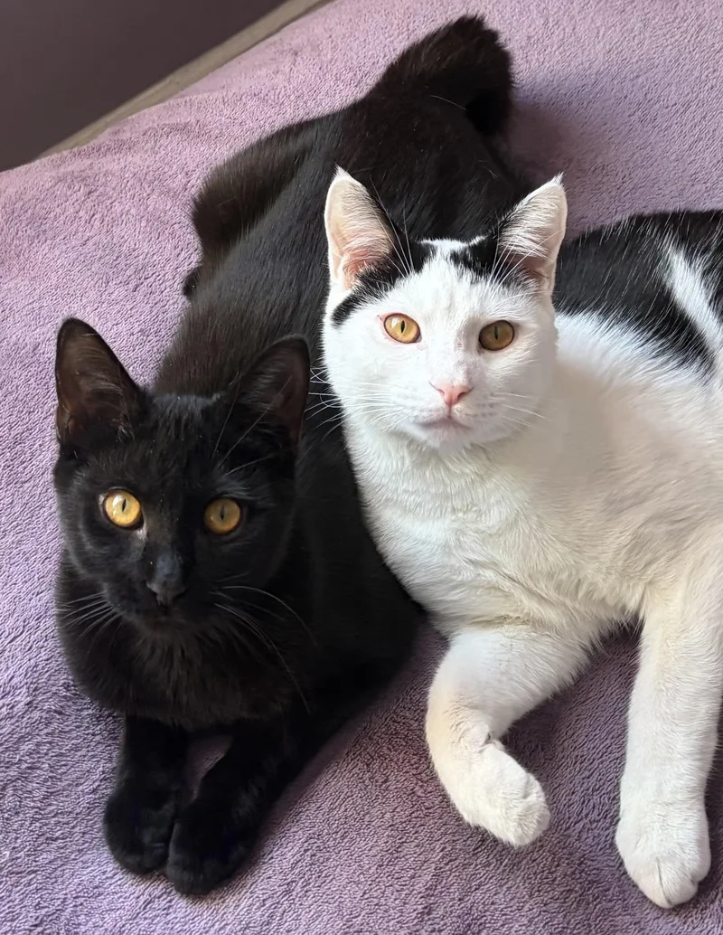 A young medium-sized male Domestic Short Hair cat named Ace for adoption in Ardsley, NY