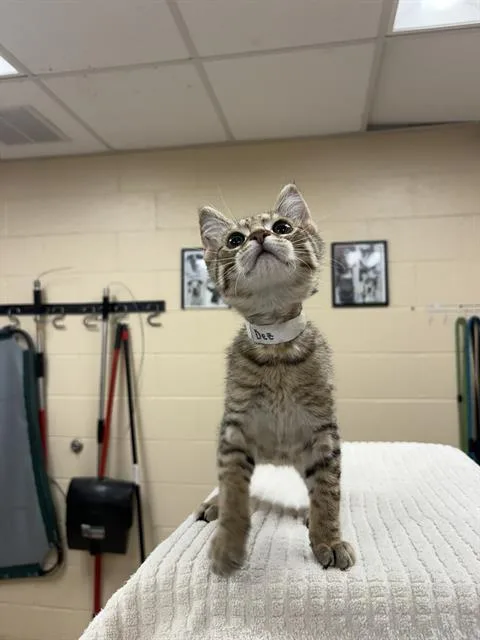 A baby medium-sized male Domestic Short Hair cat named Dez for adoption in Aliquippa, PA