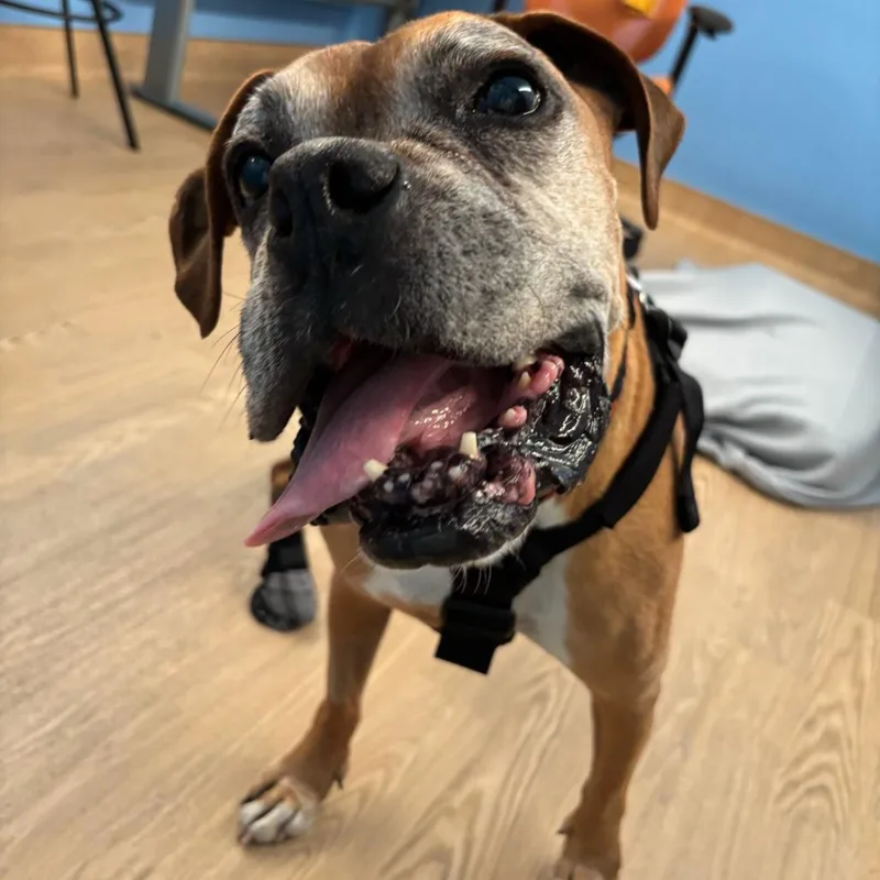 A senior large-sized male Boxer dog named Bow Wow Wow for adoption in San Francisco, CA