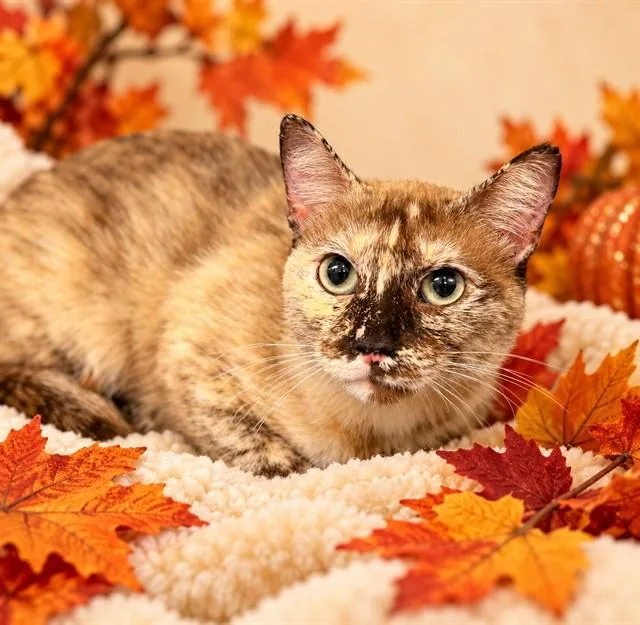 An adult medium-sized female Domestic Short Hair cat named Chai Latte for adoption in Columbia, MD