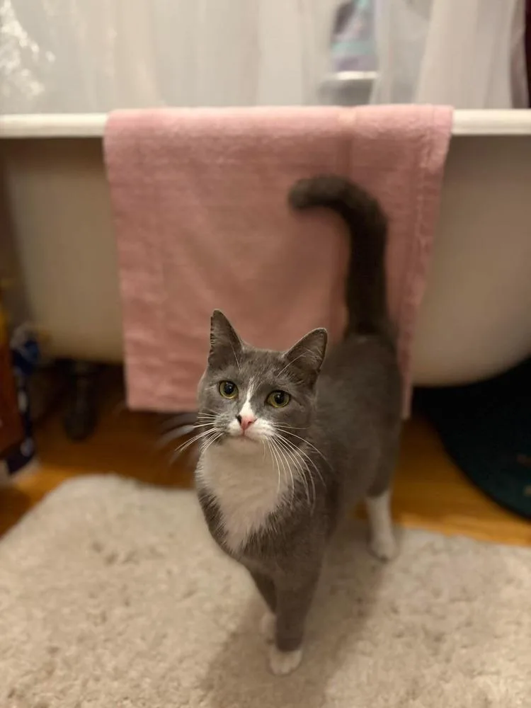 A baby small-sized female Gray & White Domestic Short Hair cat named Florence for adoption in Chicago, IL