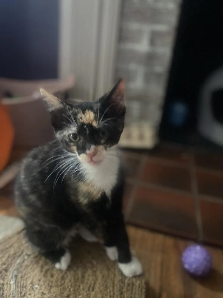 A baby small-sized female Domestic Short Hair cat named Alani for adoption in Dayton, OH