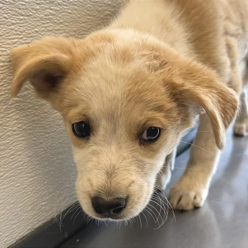 A baby small-sized female Yellow / Tan / Blond / Fawn Mixed Breed dog named Cricket for adoption in Las Cruces, NM