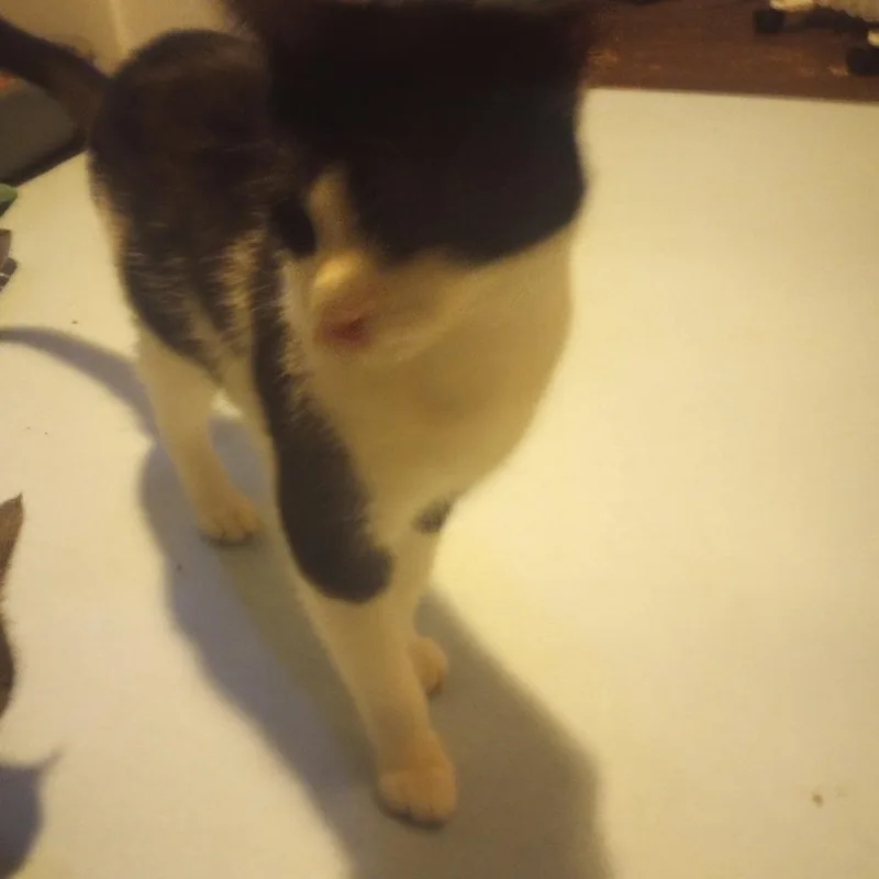 An adult small-sized male White Domestic Short Hair cat named Skunk for adoption in Ringtown, PA