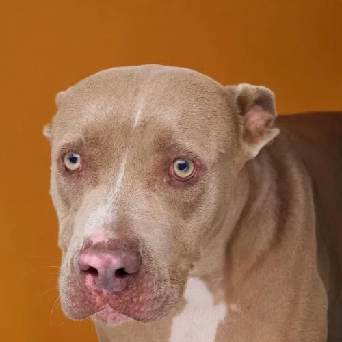 An adult medium-sized male Gray / Blue / Silver American Staffordshire Terrier dog named Tank for adoption in Sullivan City, TX