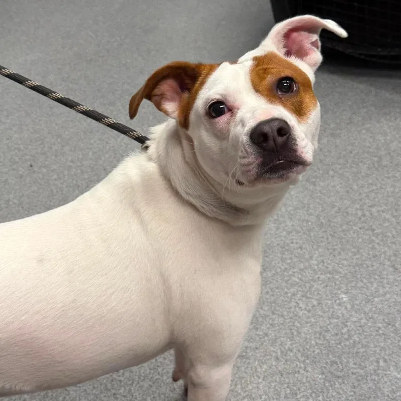 An adult medium-sized female White / Cream Mixed Breed dog named Petunia for adoption in Martinsville, VA