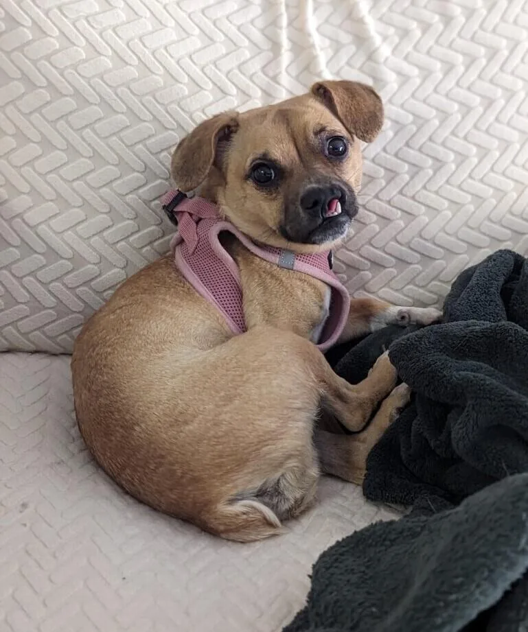 Sussie Q thumbnail 2