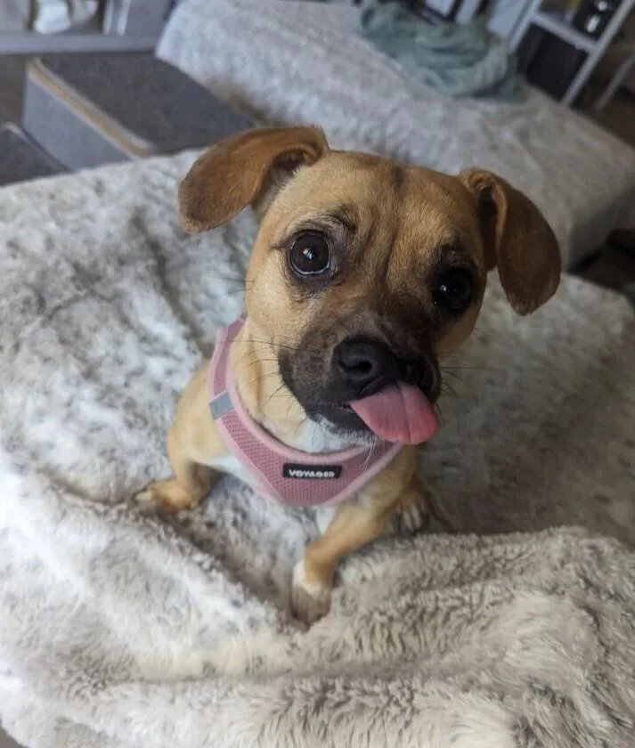 Sussie Q thumbnail 5