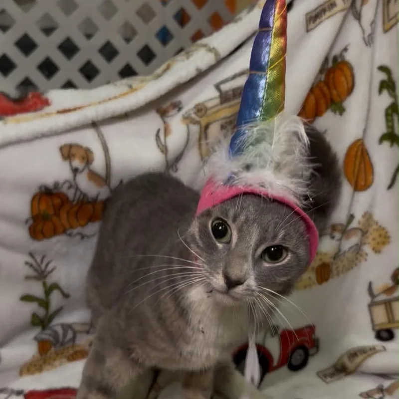 A baby small-sized female Gray / Blue / Silver Domestic Short Hair cat named Spindel for adoption in Middle Village, NY