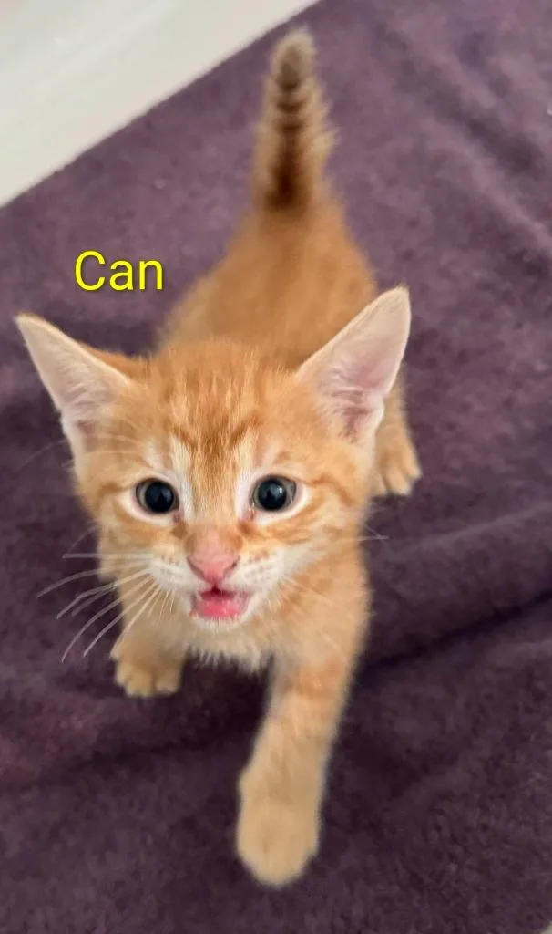 A baby large-sized male Domestic Short Hair cat named Can for adoption in San Jacinto, CA
